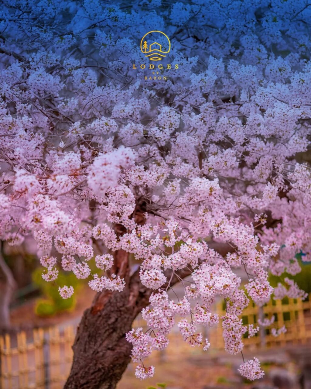 Instagram post from lodgesbybaron. This post is in position 0.